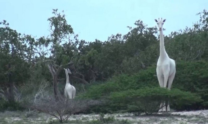 Raras girafas brancas são vistas no Quênia