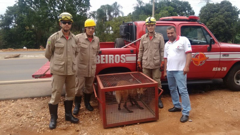 Lobo-guará é capturado em mercearia de Itaberaí