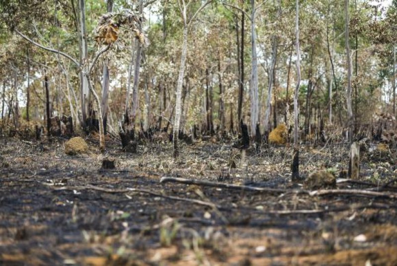 Estudo prevê extinção de um terço de espécies nativas do Cerrado em 30 anos