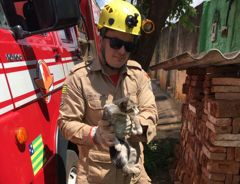 Gato fica preso em poste e Bombeiros fazem resgate em São Luís de Montes Belos