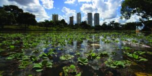 Lago das Rosas infestado por algas