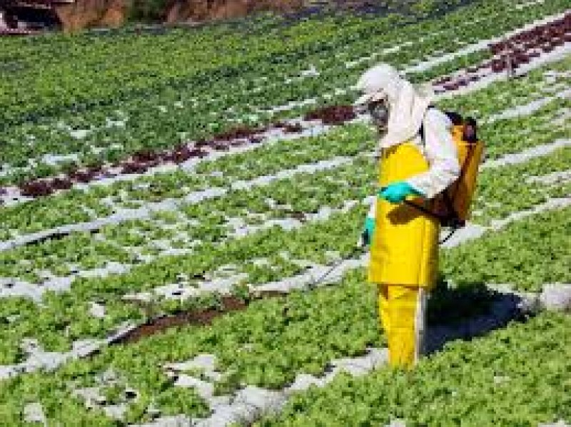 60% dos alimentos estão contaminados