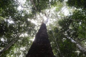 ‘Amazônia Live’: 1 milhão de árvores em Manaus