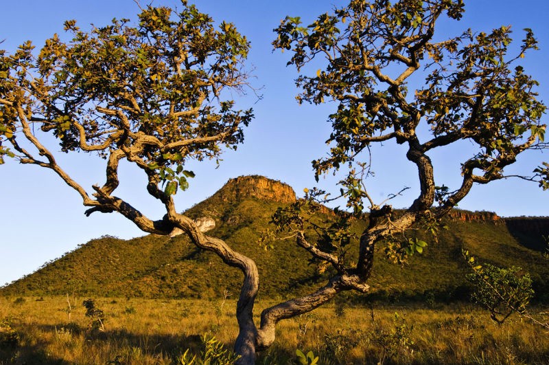 Cerrado recebe projeto de conservação