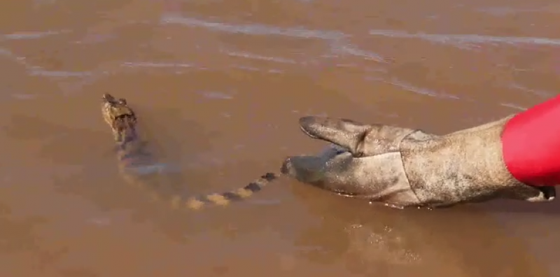 Operação Férias resgata iguana em vala e devolve filhote de jacaré à natureza