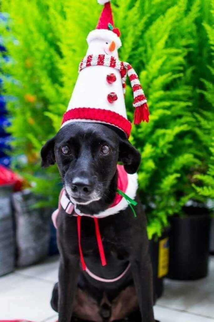 Presentear com cães e gatos exige responsabilidade e cuidados