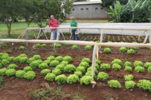 Governo muda regras para empréstimo a agricultores familiares