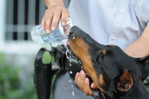 Chegada do inverno pede mais cuidados com os pets