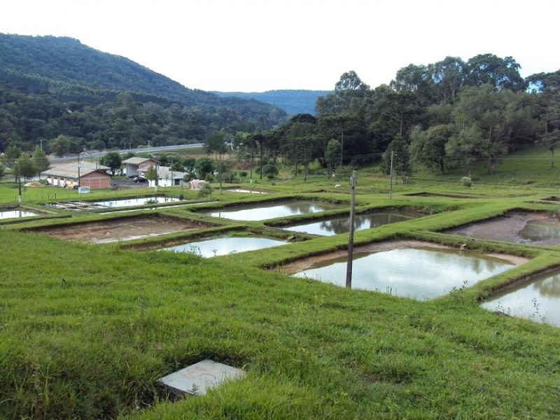 Menino de quatro anos morre afogado em tanque de peixes