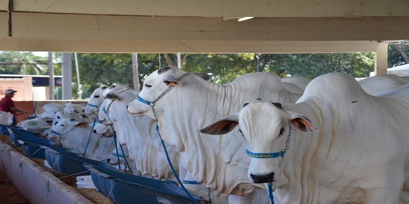 Exposição Agropecuária de Goiânia: Diversão e para todas as horas