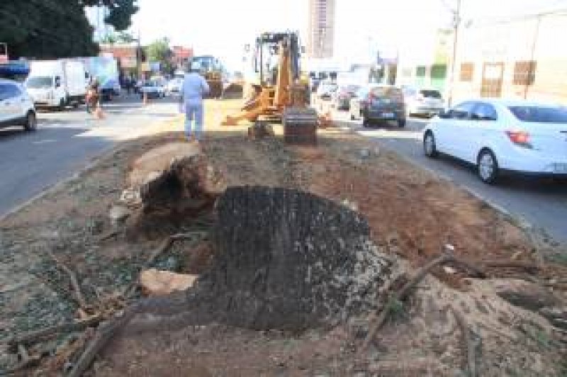 Prefeitura plantará 15 árvores a cada uma removida pelo BRT