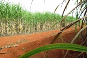 Produção de cana-de-açucar pode chegar a 646 milhões de toneladas