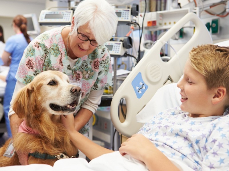 Aprovado projeto que regulamenta visita de PETs em hospitais