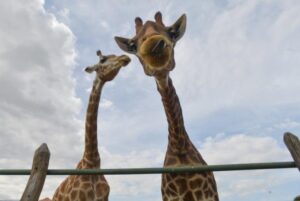 Girafas entram para a lista de animais ameaçados de extinção