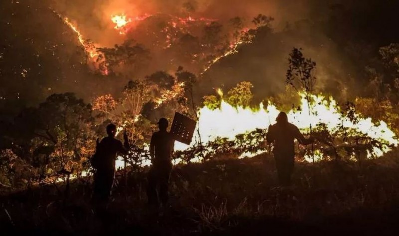 Veterinários voluntários atendem animais atingidos por incêndio na Chapada