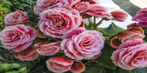 Saiba quais são as flores ideais para decorar a casa no outono