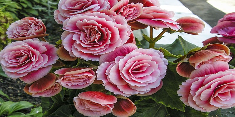 Saiba quais são as flores ideais para decorar a casa no outono