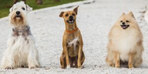 3ª edição do ‘Dogs Day’ será realizada neste domingo em Goiânia