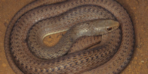 Instituto Chico Mendes monitora 11 espécies ameaçadas de extinção