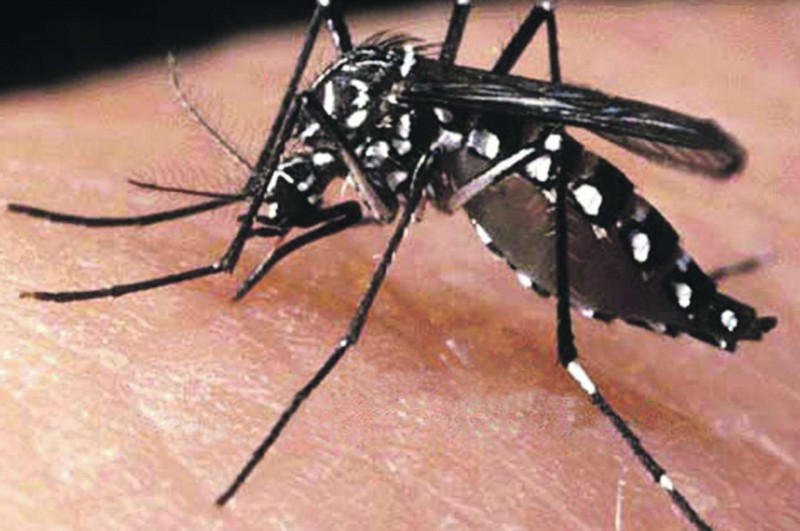 Nível de infestação de Aedes aegypti cai 90% em Goiás