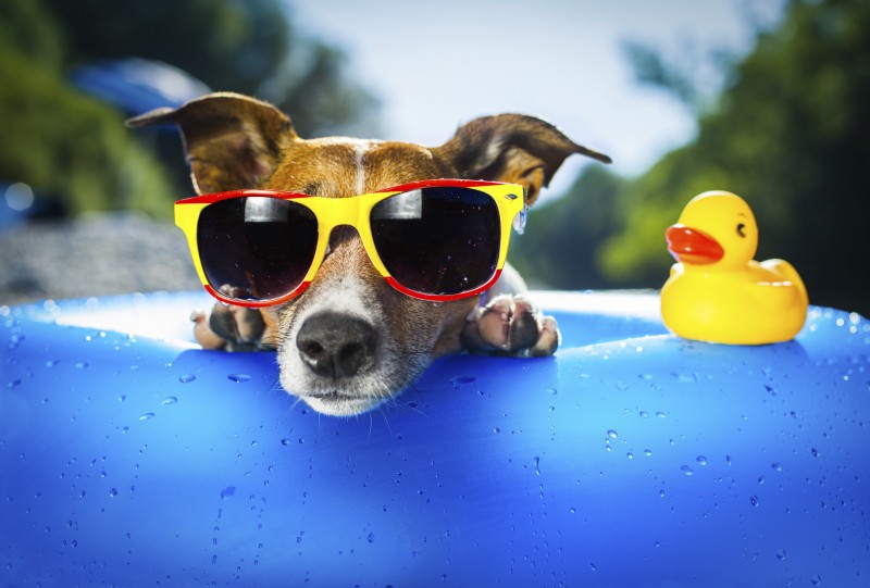 Verão requer cuidado com a pele dos bichinhos