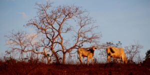Cai desmatamento do Cerrado