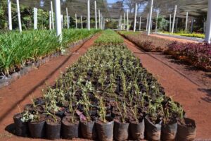 Produção de mudas é duplicada para atender Goiânia