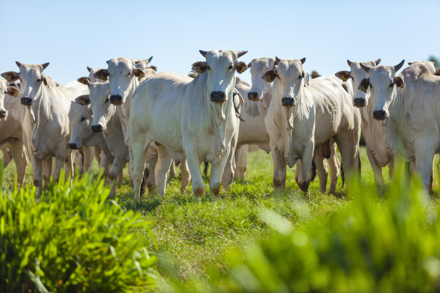 Assistencia Tecnica Agropecuaria