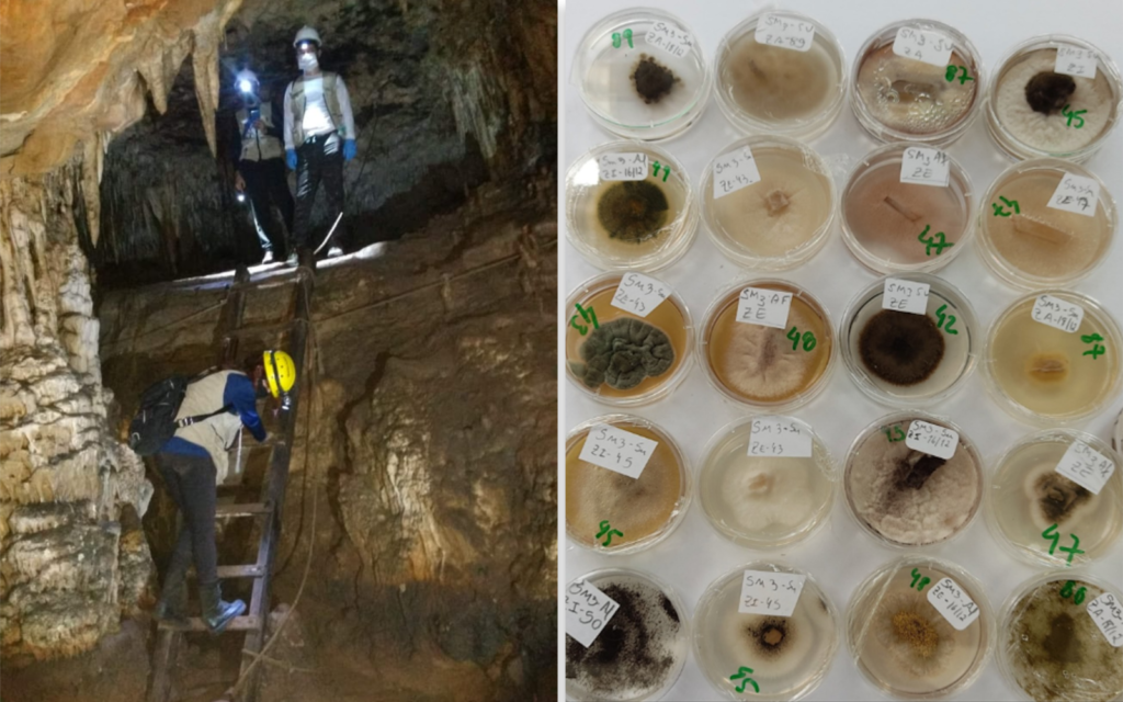 Novas espécies de cogumelo e bolor são descobertas por pesquisadores da UEG