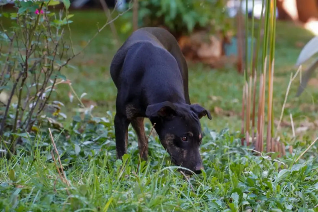 Cachorro vacina contra raiva Iron Braz.jpeg