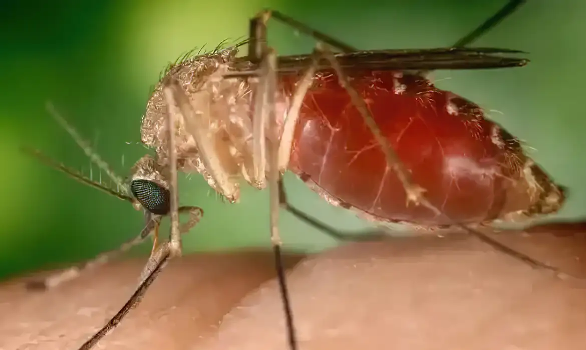 Conselho Federal de Farmacia Divulgacao