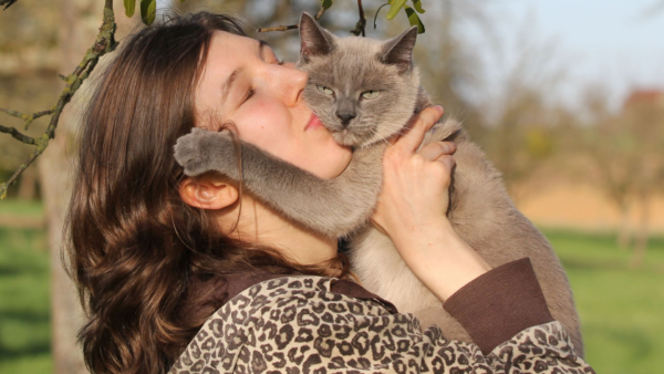 Gatos que gostam de receber carinho