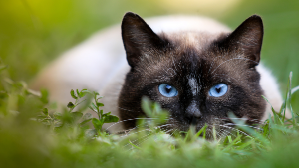 Como os gatos começaram a ser domesticados