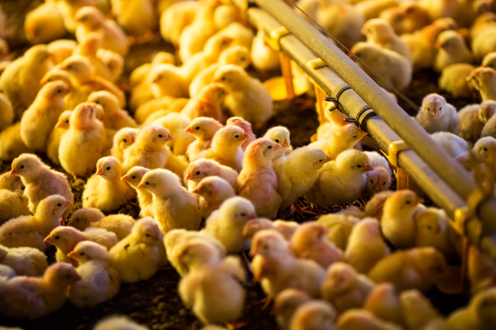 Imagem de aves Agrodefesa publica medidas para prevenir gripe aviaria em Goias