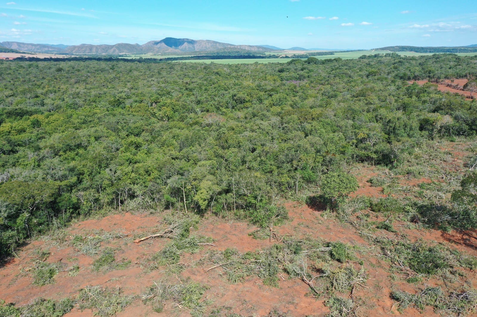 Nenhum municipio goiano consta entre os cinco com maior area desmatada em 2024