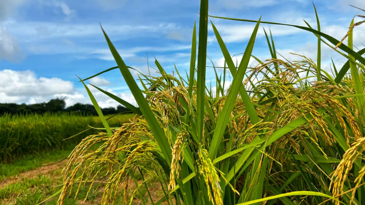 Plantacao de Arroz Foto Lucas Eugenio