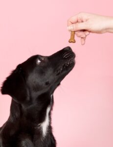 Eduque seu cão meia hora por dia