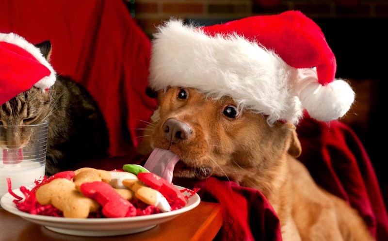 Boas festas para o seu mascote também