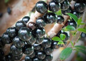 A terra da jabuticaba está em festa