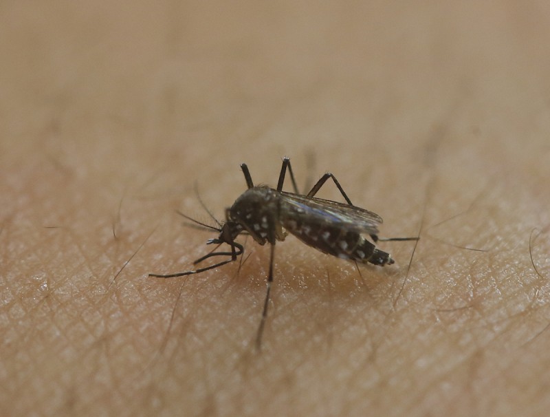 Casos de dengue