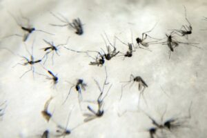 Impacto da zika pode  chegar a US$ 18 bilhões