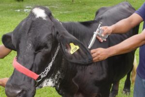 Goiás bate recorde na vacinação