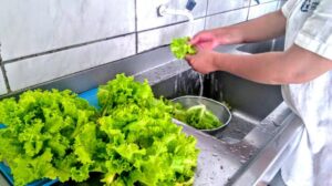 Casa da Acolhida recebe alimentos cultivados por projetos