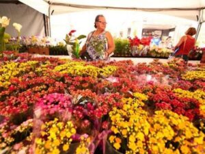 Festival das Flores de Holambra segue até dia 24