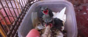 Bombeiros resgatam mais de 7 mil animais em Goiás