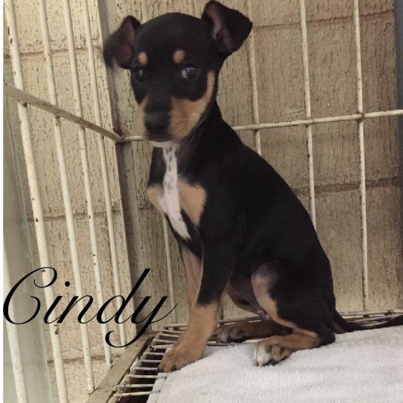 Grupo promove evento de adoção em shopping