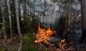 Incêndios na Amazônia prejudicam projetos para reduzir emissões de carbono