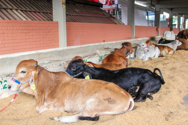 Começa Exposição Internacional de Animais no Parque Agropecuário de Goiânia