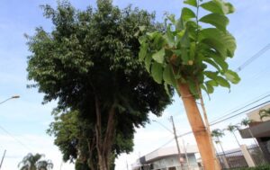 Jamelões começam a ser substituídos