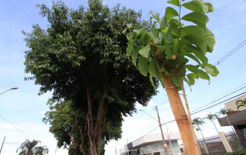 Jamelões começam a ser substituídos